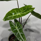 Alocasia Longiloba - www.augi - plants.lv