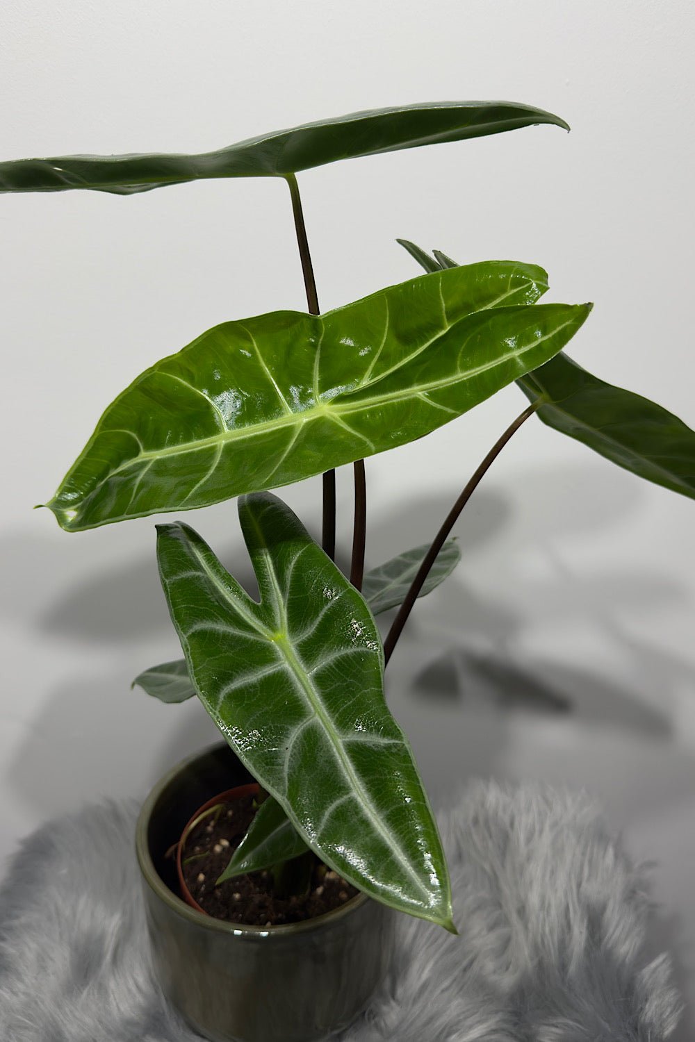 Alocasia Longiloba - www.augi - plants.lv
