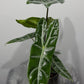 Alocasia Longiloba - www.augi - plants.lv
