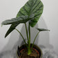Alocasia Lukiwan - www.augi - plants.lv