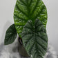 Alocasia Lukiwan - www.augi - plants.lv