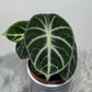 Alocasia Ninja - www.augi - plants.lv
