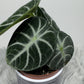 Alocasia Ninja - www.augi - plants.lv