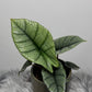 Alocasia Platinum - www.augi - plants.lv