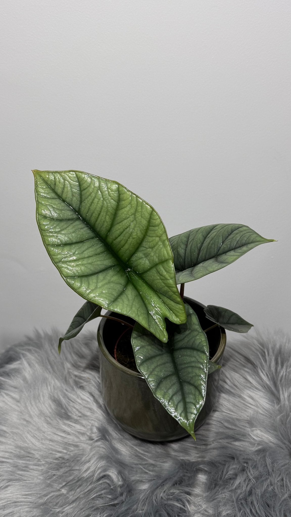 Alocasia Platinum - www.augi - plants.lv