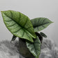 Alocasia Platinum - www.augi - plants.lv