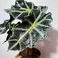 Alocasia Polly - www.augi - plants.lv