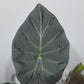 Alocasia Regal Shields - www.augi - plants.lv
