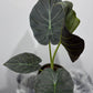 Alocasia Regal Shields - www.augi - plants.lv