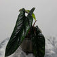 Alocasia Scalprum - www.augi - plants.lv