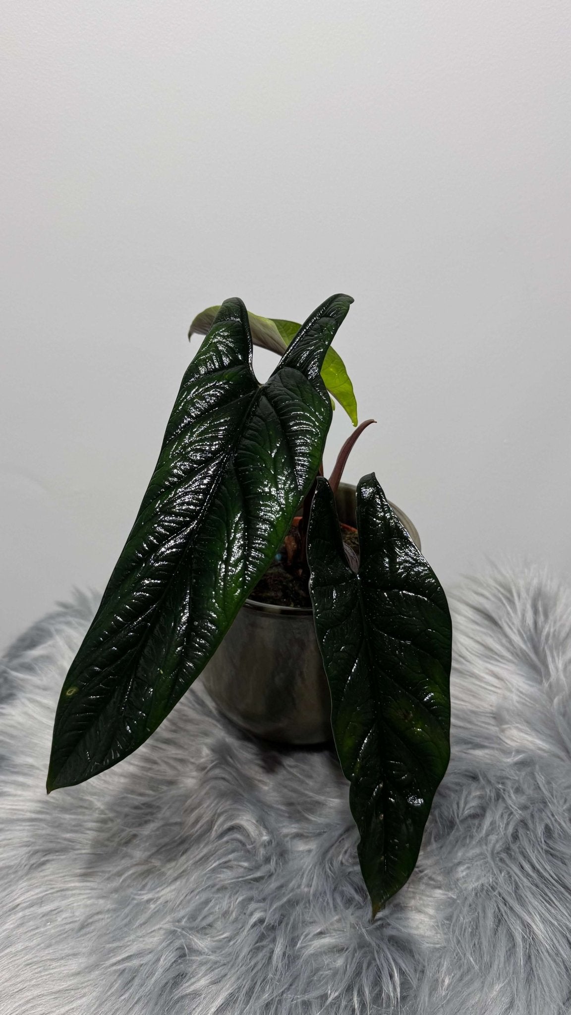 Alocasia Scalprum - www.augi - plants.lv