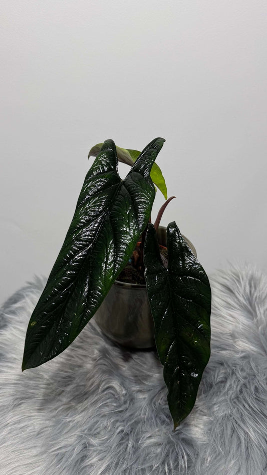 Alocasia Scalprum - www.augi - plants.lv