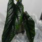 Alocasia Scalprum - www.augi - plants.lv