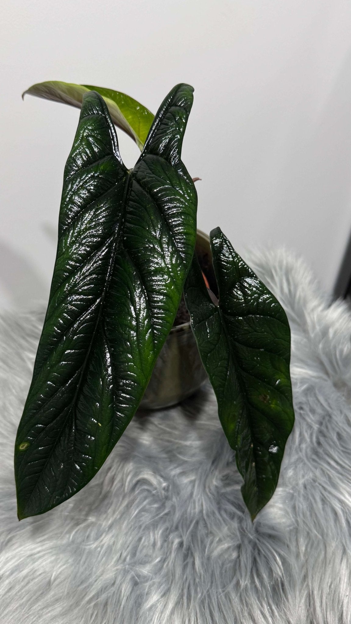 Alocasia Scalprum - www.augi - plants.lv