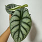 Alocasia Silver Dragon - www.augi - plants.lv