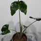 Alocasia Stingray - www.augi - plants.lv