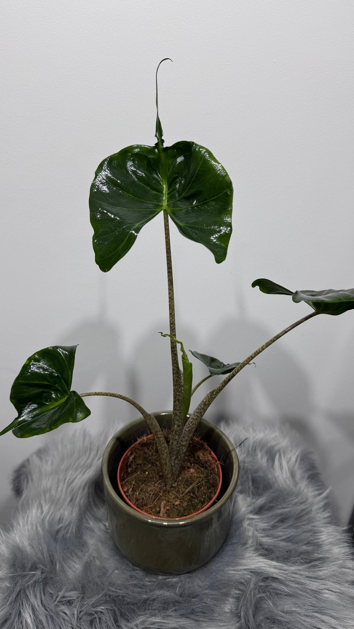 Alocasia Stingray - www.augi - plants.lv