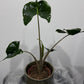 Alocasia Stingray - www.augi - plants.lv