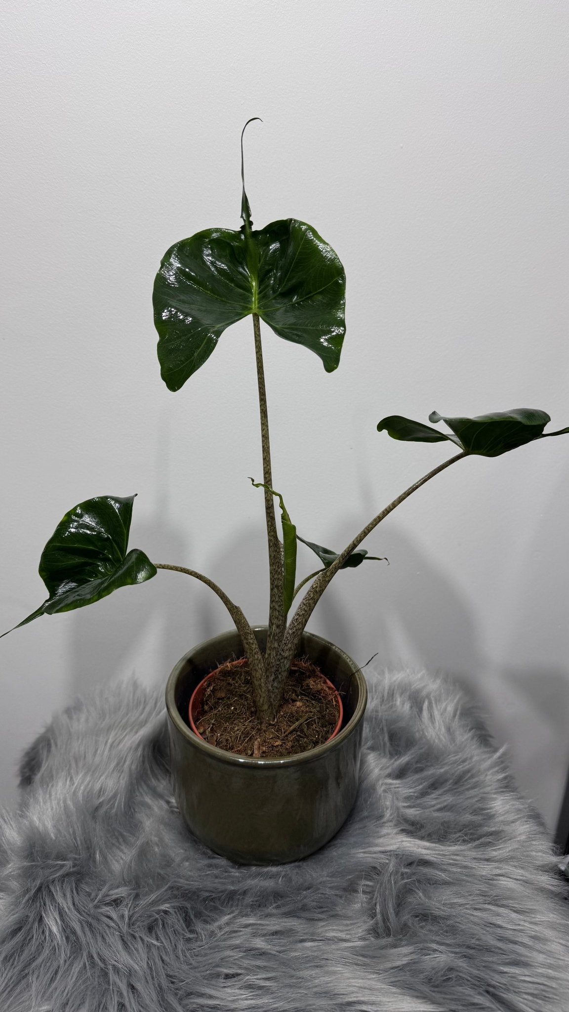 Alocasia Stingray - www.augi - plants.lv