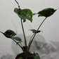 Alocasia Stingray - www.augi - plants.lv