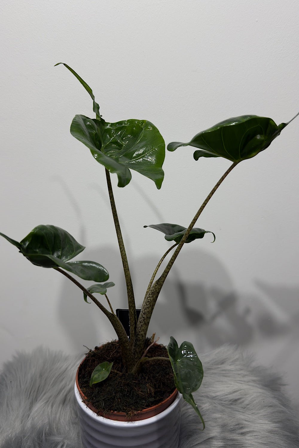 Alocasia Stingray - www.augi - plants.lv