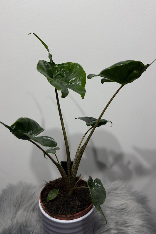 Alocasia Stingray - www.augi - plants.lv