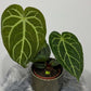 Anthurium magnificum - www.augi - plants.lv