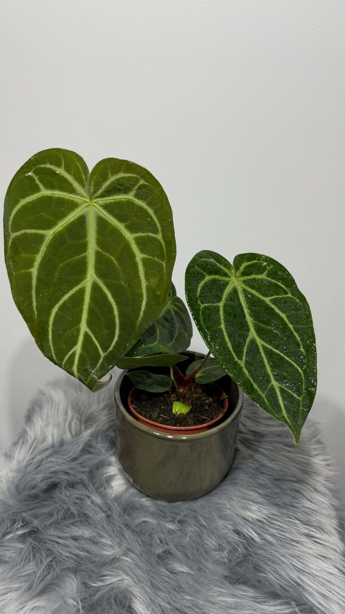 Anthurium magnificum - www.augi - plants.lv
