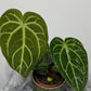 Anthurium magnificum - www.augi - plants.lv