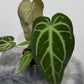 Anthurium magnificum - www.augi - plants.lv