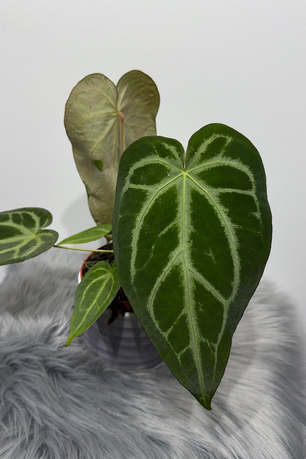 Anthurium magnificum - www.augi - plants.lv