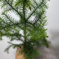 Araucaria Heterophyl - www.augi - plants.lv