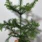Araucaria Heterophyl - www.augi - plants.lv
