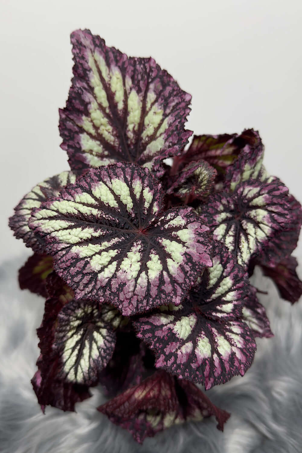 Begonia Fireworks - www.augi - plants.lv