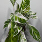 Calathea Fusion White - www.augi - plants.lv