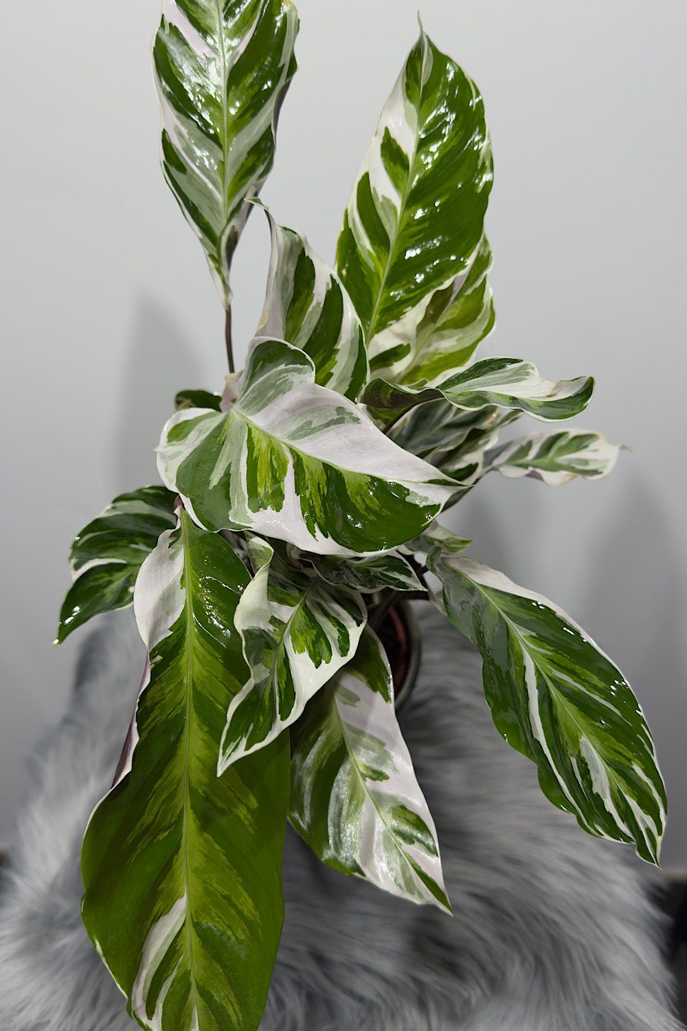 Calathea Fusion White - www.augi - plants.lv