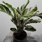 Calathea Fusion White - www.augi - plants.lv