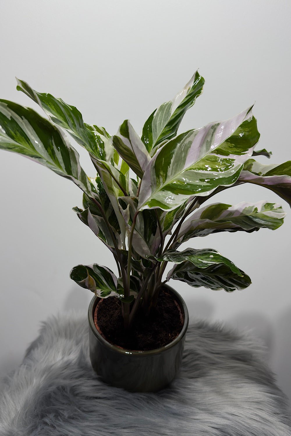 Calathea Fusion White - www.augi - plants.lv