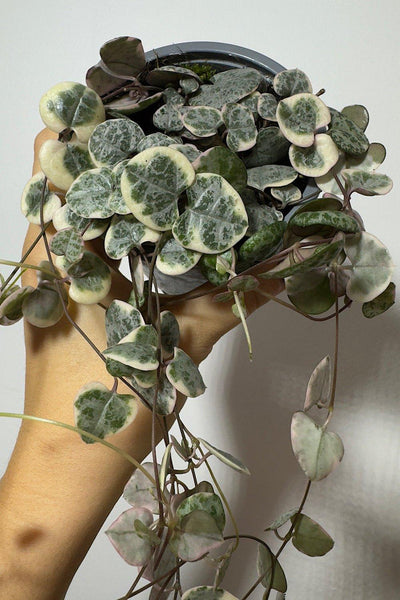Ceropegia Woodii variegata String of hearts variegata – www.augi-plants.lv