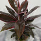 Cordyline 1 - www.augi - plants.lv