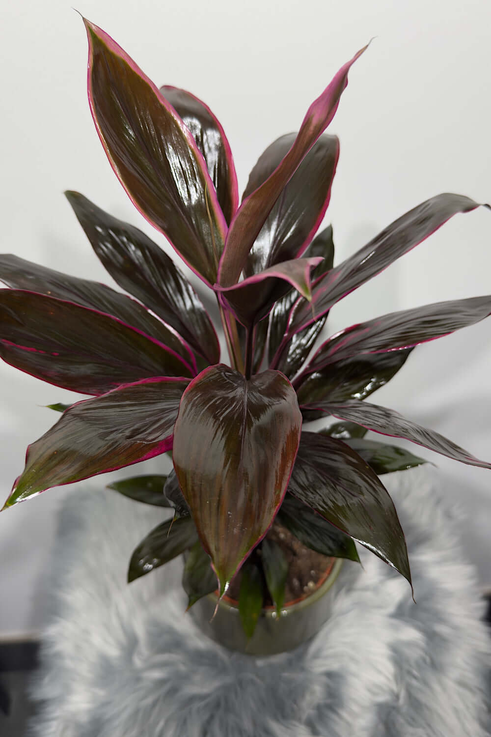 Cordyline 1 - www.augi - plants.lv
