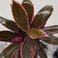 Cordyline 1 - www.augi - plants.lv