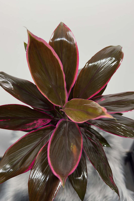 Cordyline 1 - www.augi - plants.lv