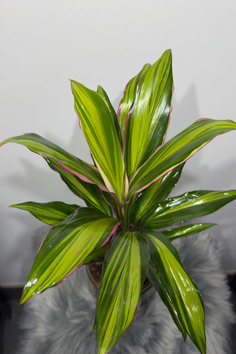 Cordyline 2 - www.augi - plants.lv