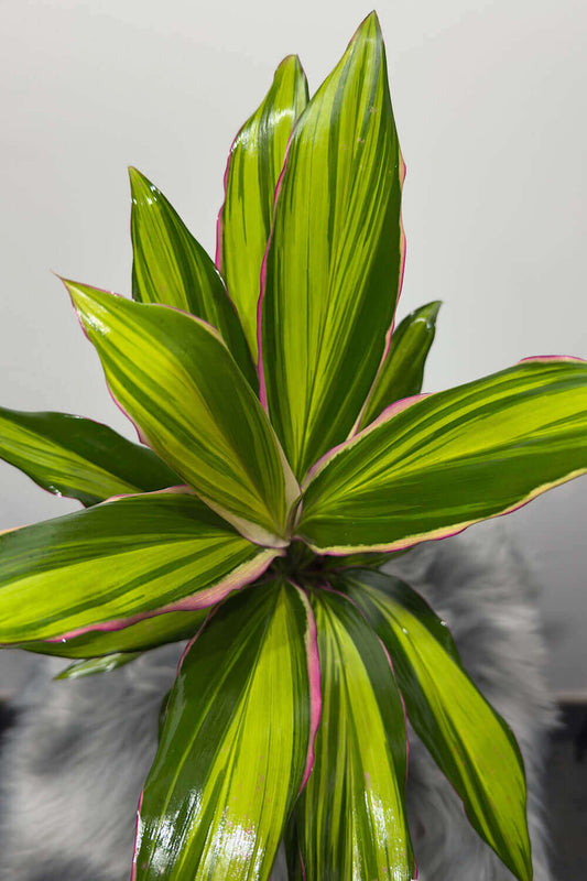 Cordyline 2 - www.augi - plants.lv