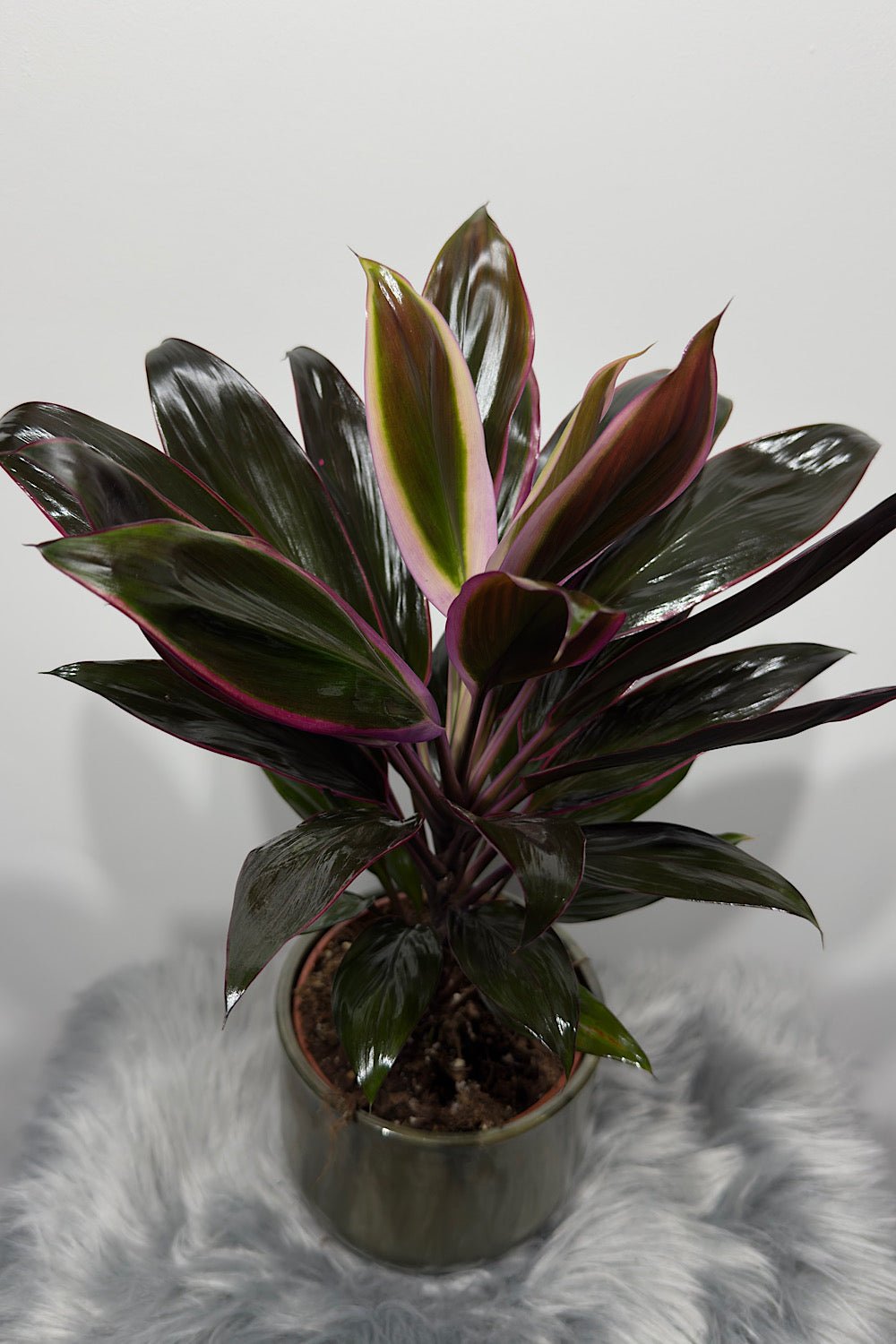 Cordyline 4 - www.augi - plants.lv