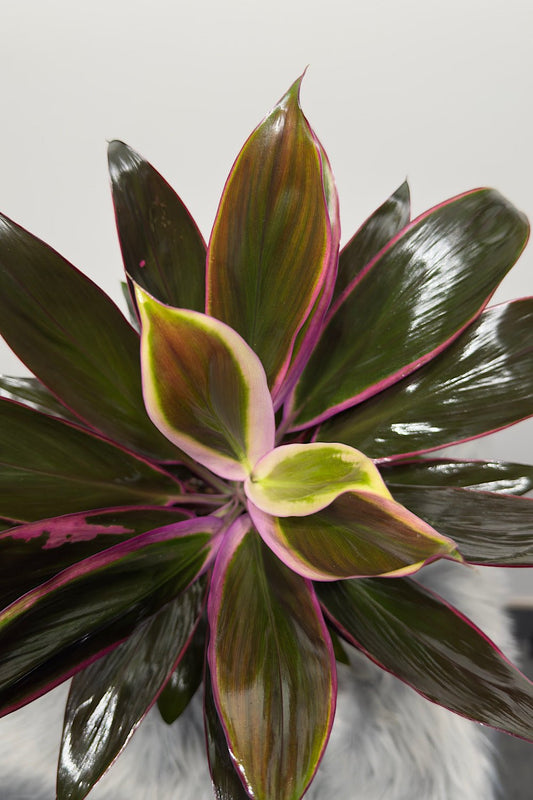 Cordyline 4 - www.augi - plants.lv