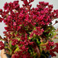 Crassula Schmidtii - www.augi - plants.lv