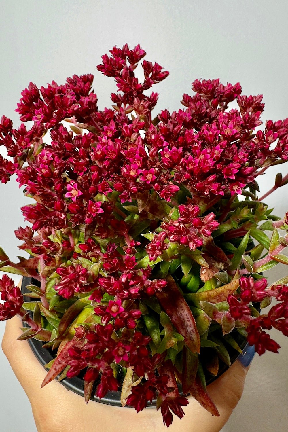 Crassula Schmidtii - www.augi - plants.lv