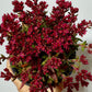 Crassula Schmidtii - www.augi - plants.lv